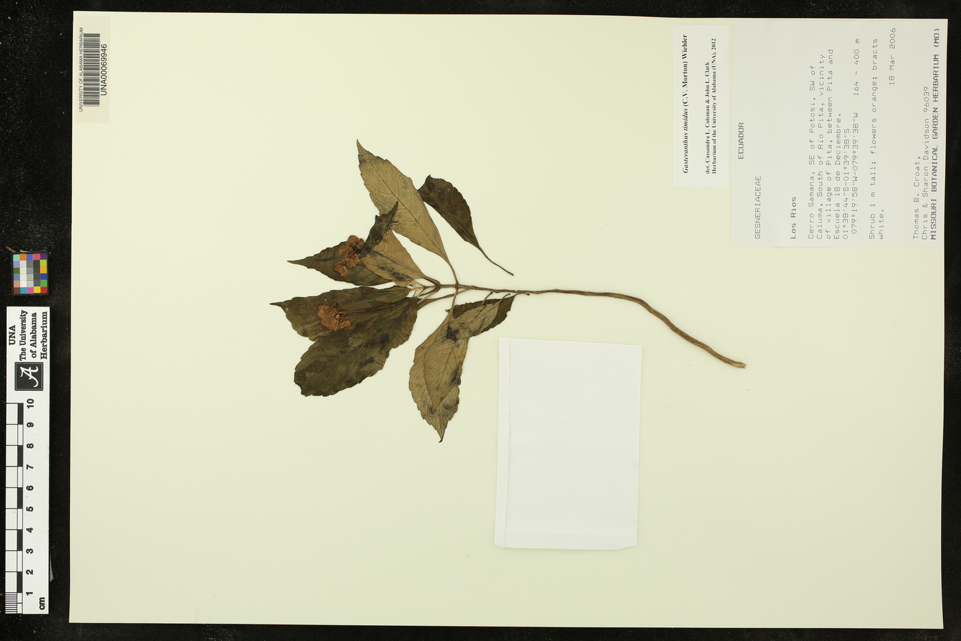 Gasteranthus timidus image