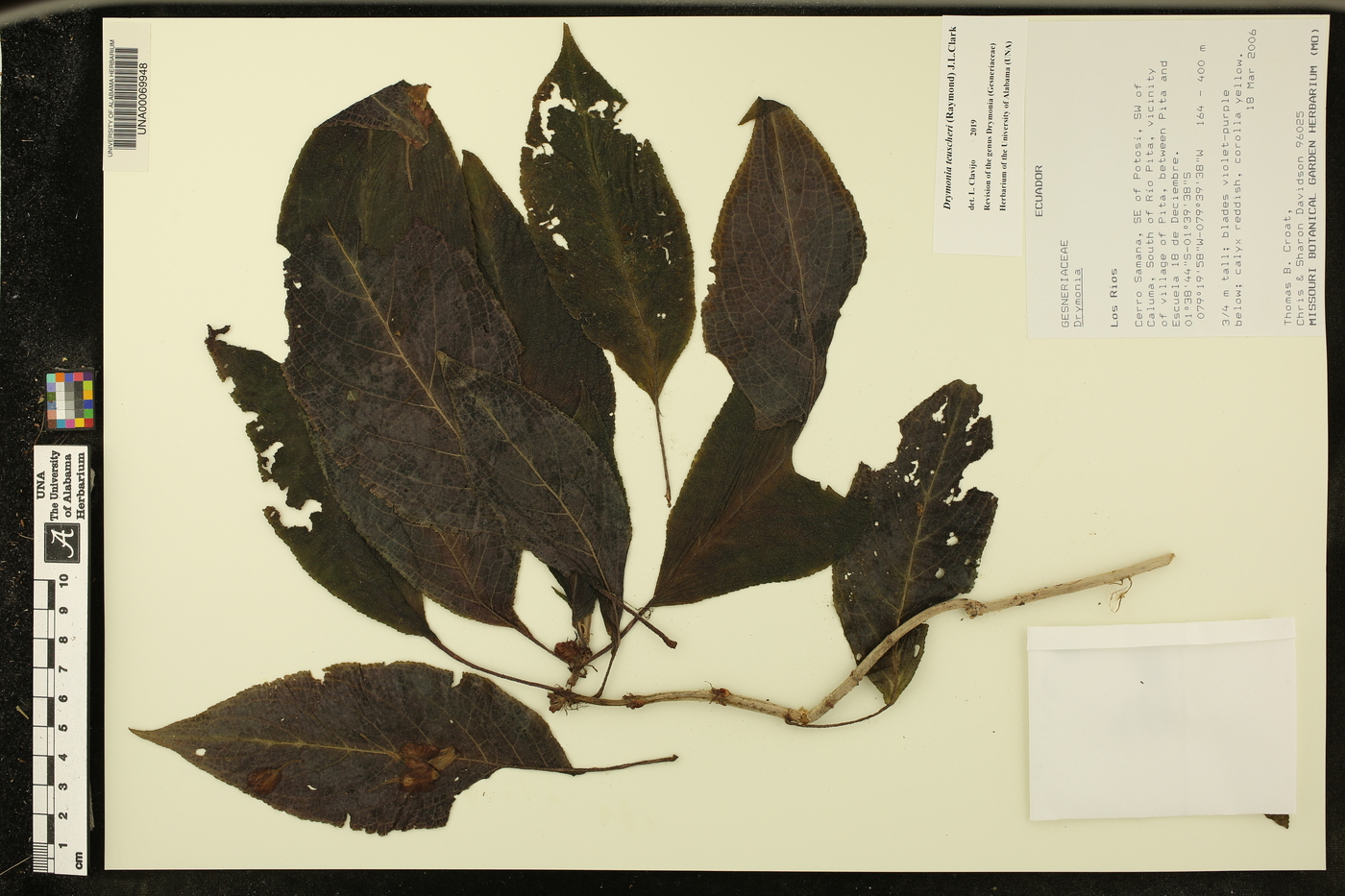 Drymonia teuscheri image