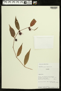 Columnea minor image