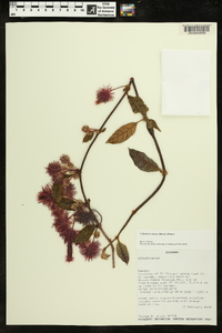 Columnea minor image