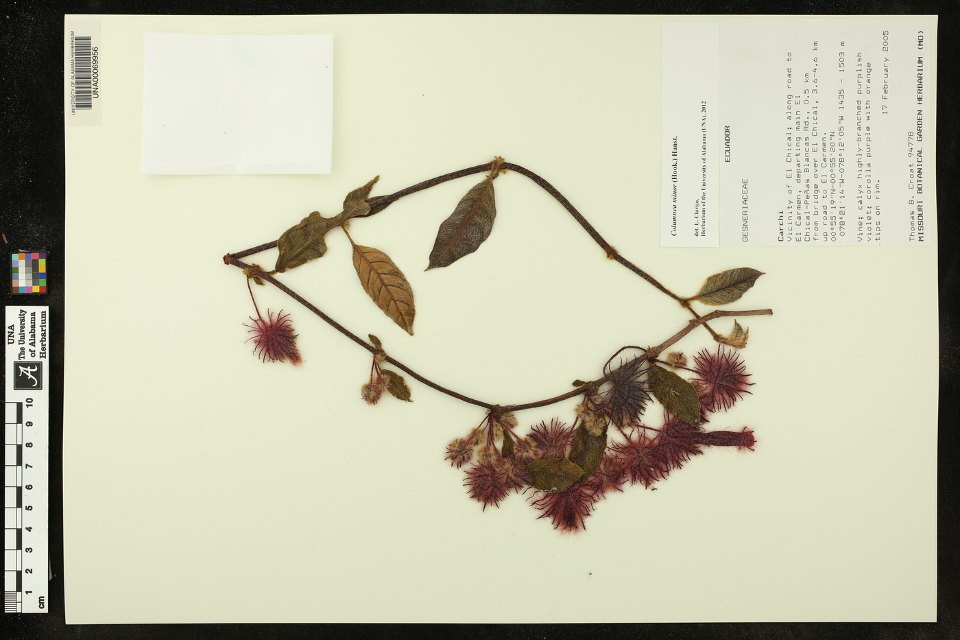 Columnea minor image