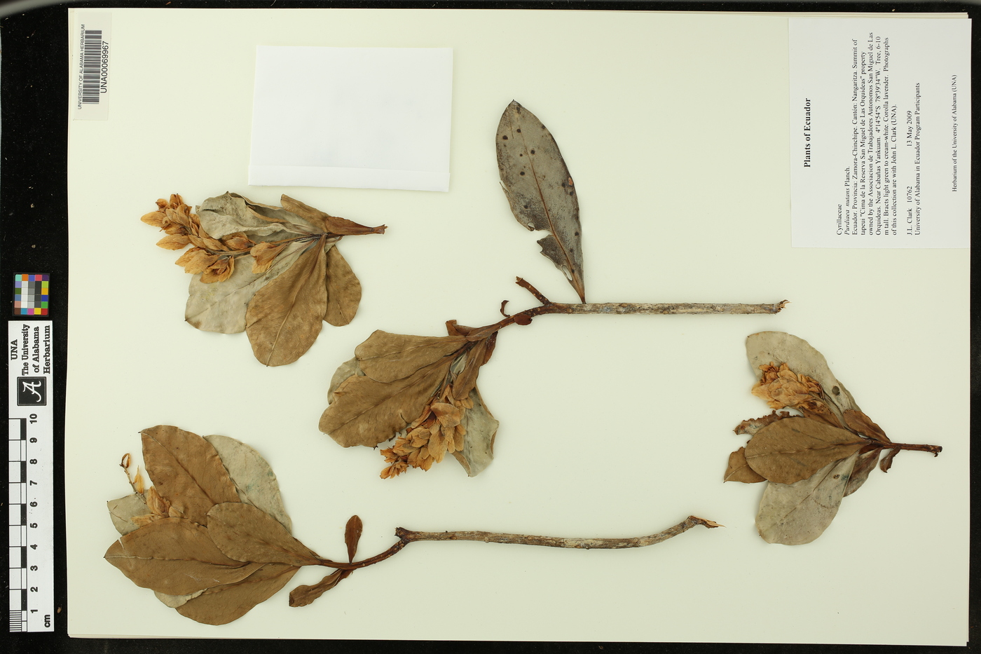 Purdiaea nutans image