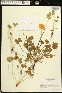 Oxalis rubra image