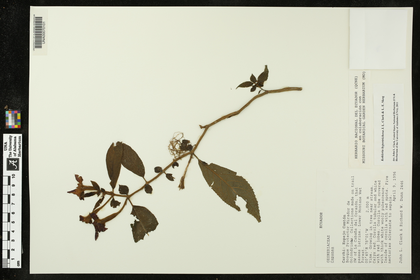 Kohleria hypertrichosa image