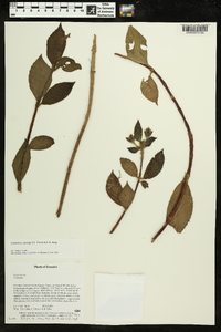 Columnea carinata image