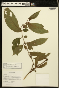 Image of Monopyle multiflora