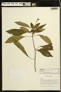 Media resource of Gasteranthus diverticularis