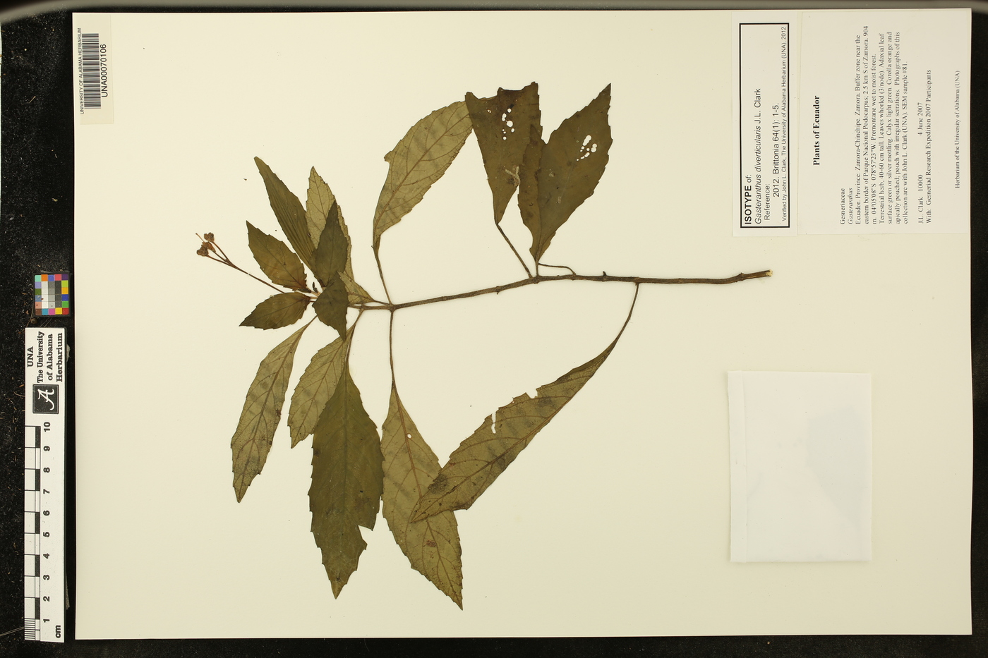 Gasteranthus diverticularis image