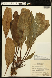 Paradrymonia flava image