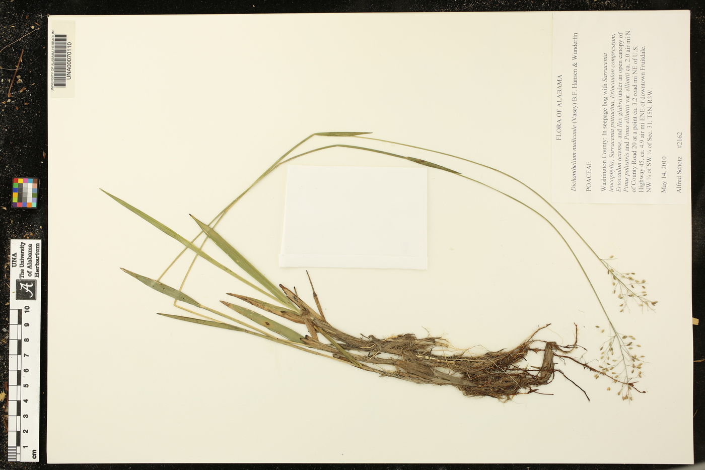 Dichanthelium nudicaule image