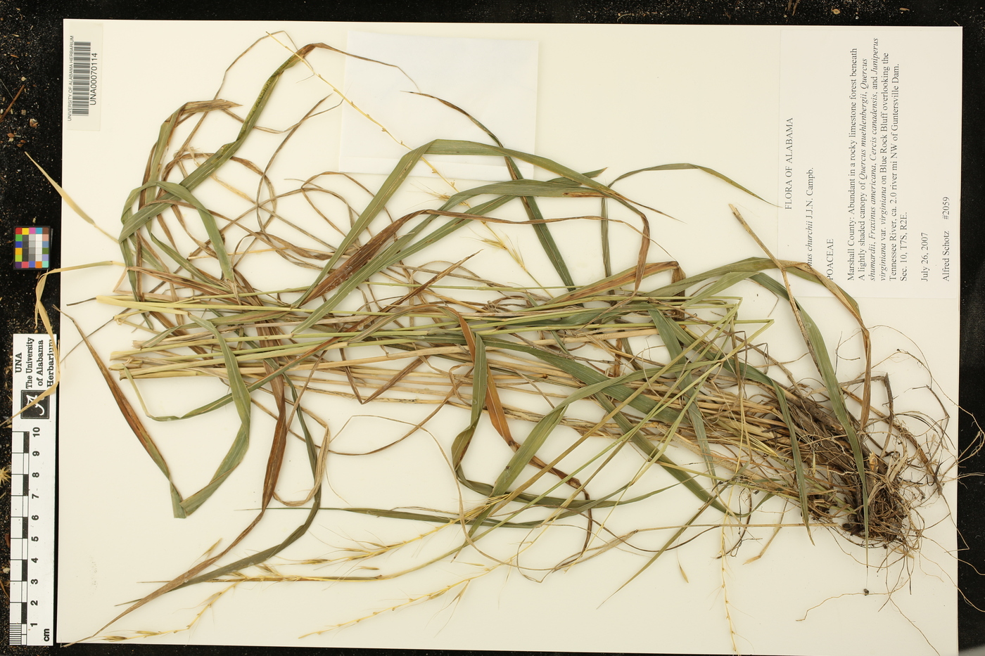 Elymus churchii image