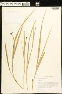 Nemastylis geminiflora image