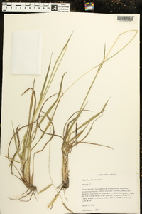 Paspalum dilatatum image