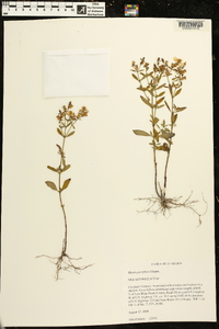 Rhexia parviflora image