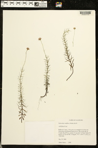 Sclerolepis uniflora image