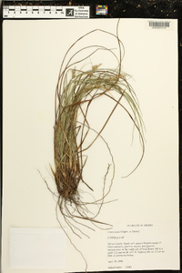 Carex tenax image