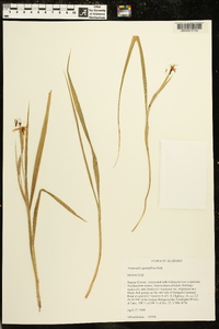 Nemastylis geminiflora image