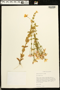 Sabatia angularis image