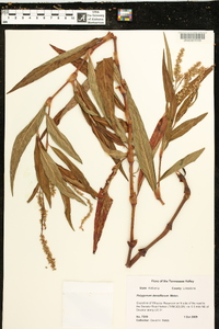 Polygonum densiflorum image