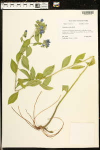 Hydrolea ovata image