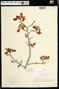 Crataegus pulcherrima image