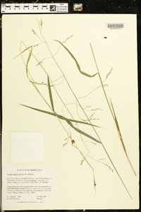 Festuca subverticillata image