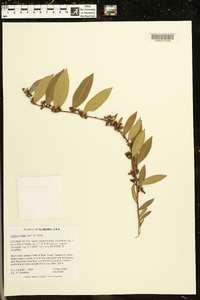 Lyonia lucida image