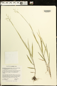 Dichanthelium aciculare subsp. angustifolium image