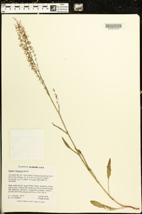 Rumex hastatulus image