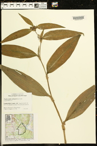 Tradescantia subaspera image