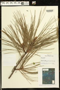 Pinus taeda image