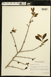 Asimina parviflora image