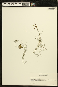 Potamogeton diversifolius image