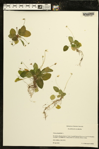 Viola primulifolia image