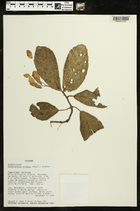 Gasteranthus crispus image
