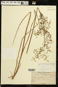 Juncus elliottii image