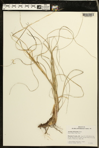 Aristida dichotoma image