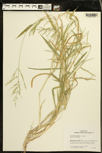 Urochloa ramosa image