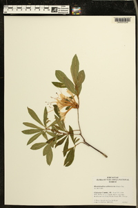 Rhododendron arborescens image