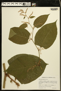 Reynoutria japonica image