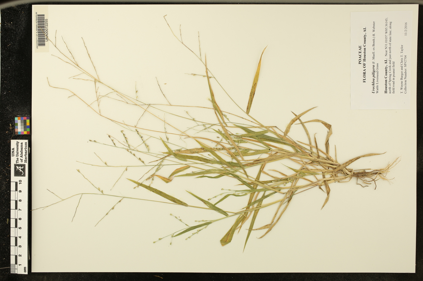 Urochloa piligera image