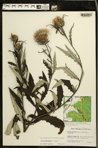 Cirsium altissimum image