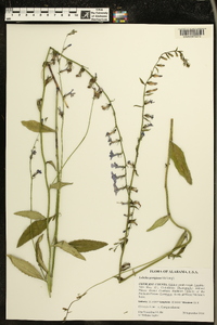 Lobelia georgiana image