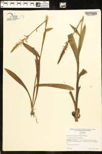 Spiranthes odorata image