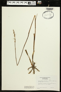 Spiranthes vernalis image