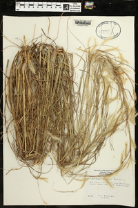 Andropogon ternarius image