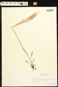 Rumex hastatulus image