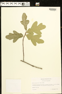 Quercus margarettiae image