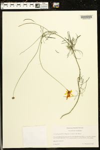 Coreopsis grandiflora var. inclinata image