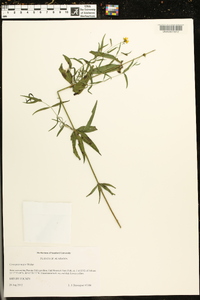 Coreopsis major image